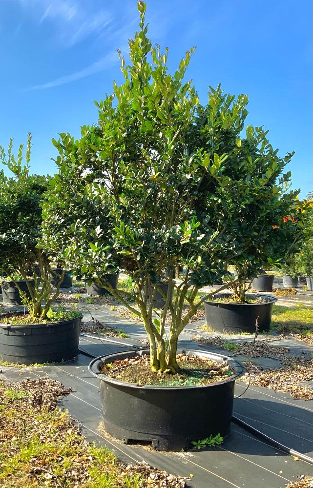 ligustrum-japonicum-japanese-privet-wax-leaf-ligustrum