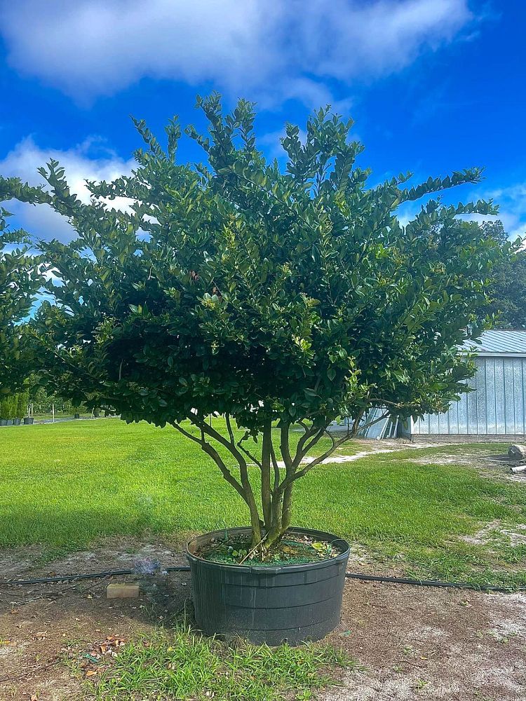 ligustrum-japonicum-japanese-privet-wax-leaf-ligustrum