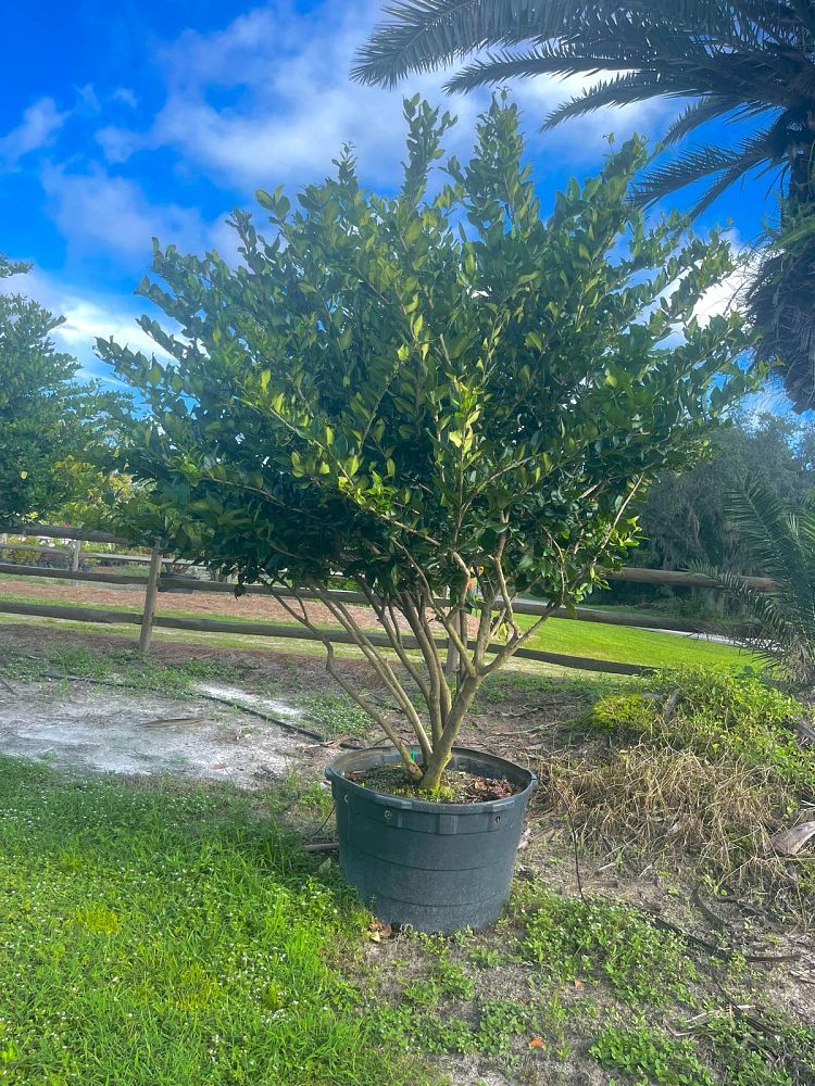 ligustrum-japonicum-japanese-privet-wax-leaf-ligustrum
