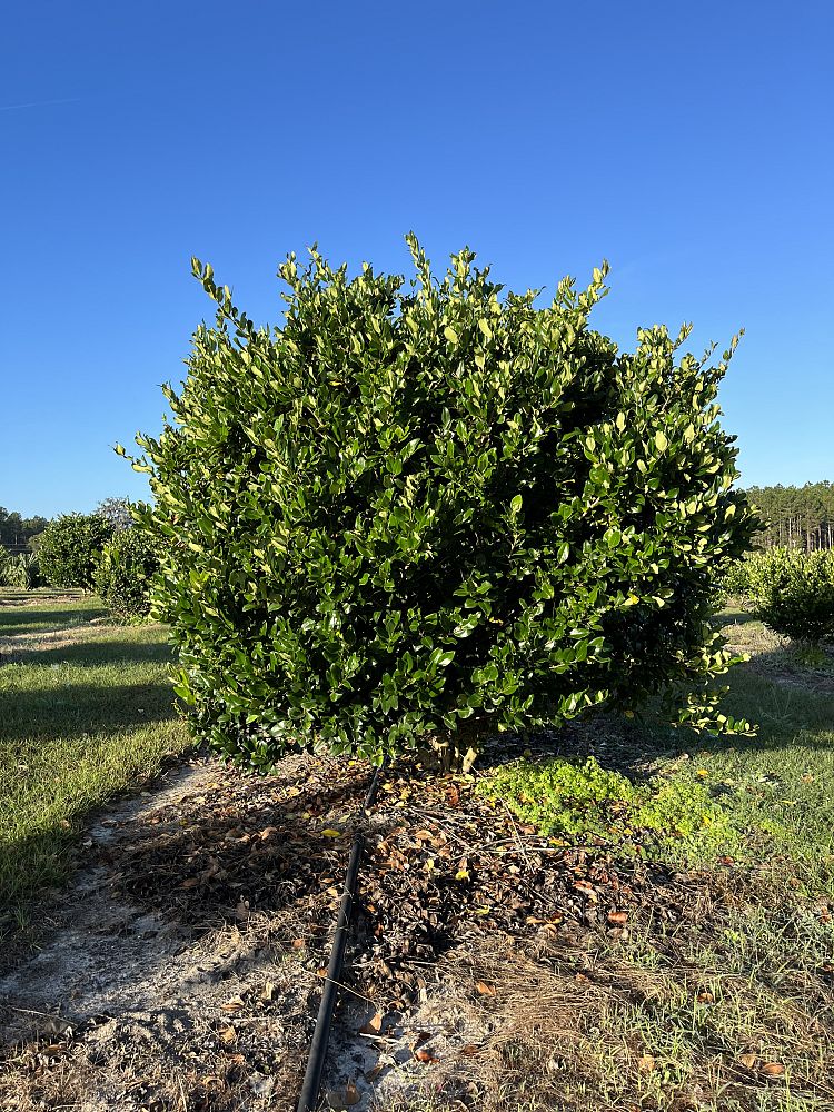 ligustrum-japonicum-japanese-privet-wax-leaf-ligustrum