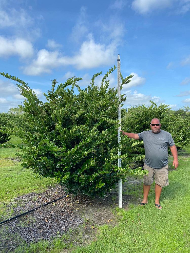 ligustrum-japonicum-japanese-privet-wax-leaf-ligustrum