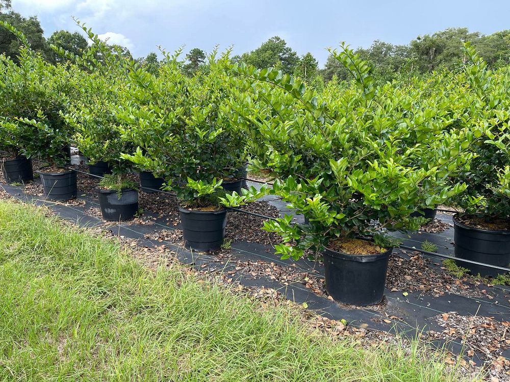 ligustrum-japonicum-japanese-privet-wax-leaf-ligustrum