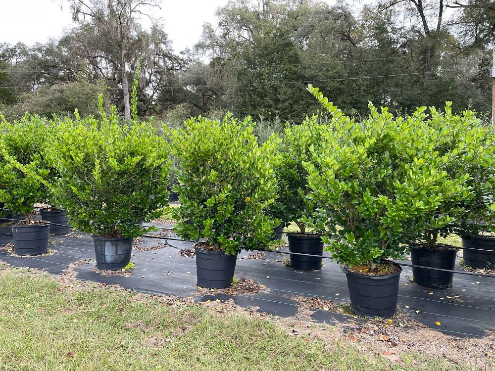 ligustrum-japonicum-japanese-privet-wax-leaf-ligustrum