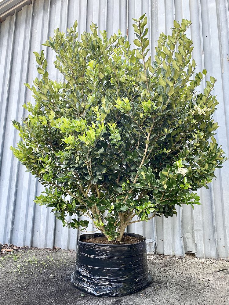 ligustrum-japonicum-japanese-privet-wax-leaf-ligustrum