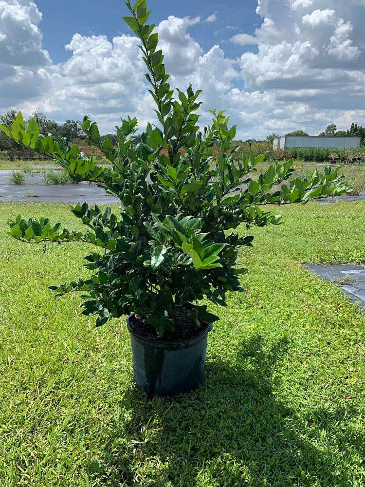 ligustrum-japonicum-japanese-privet-wax-leaf-ligustrum