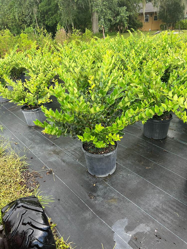 ligustrum-japonicum-japanese-privet-wax-leaf-ligustrum