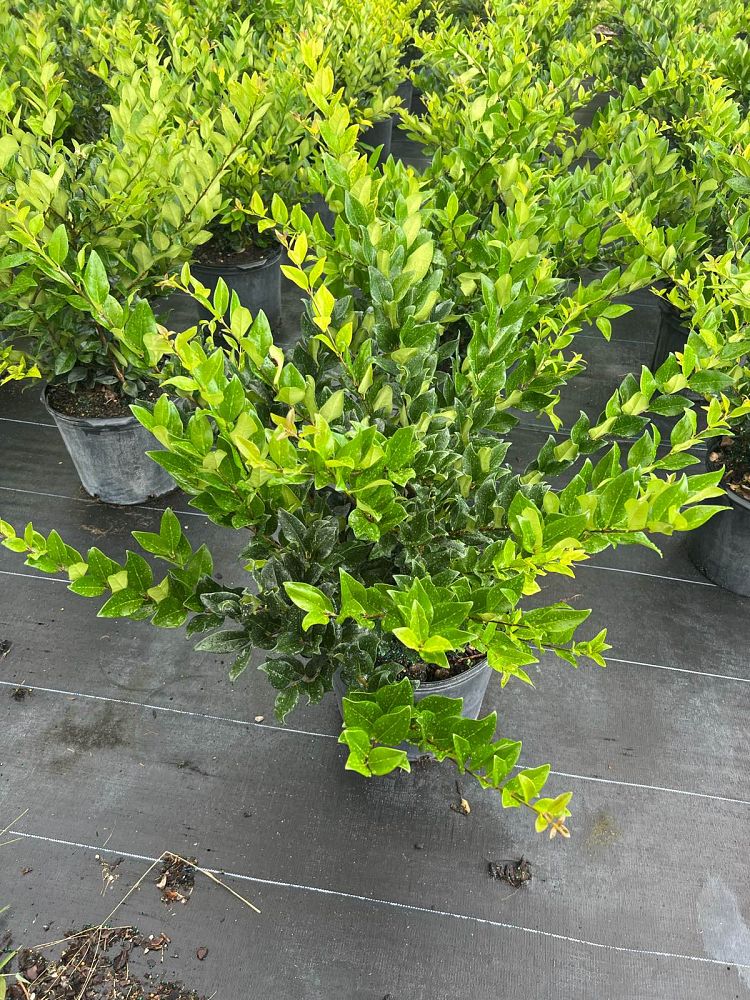 ligustrum-japonicum-japanese-privet-wax-leaf-ligustrum