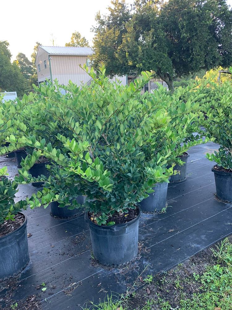 ligustrum-japonicum-japanese-privet-wax-leaf-ligustrum