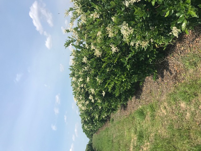 ligustrum-japonicum-japanese-privet-wax-leaf-ligustrum