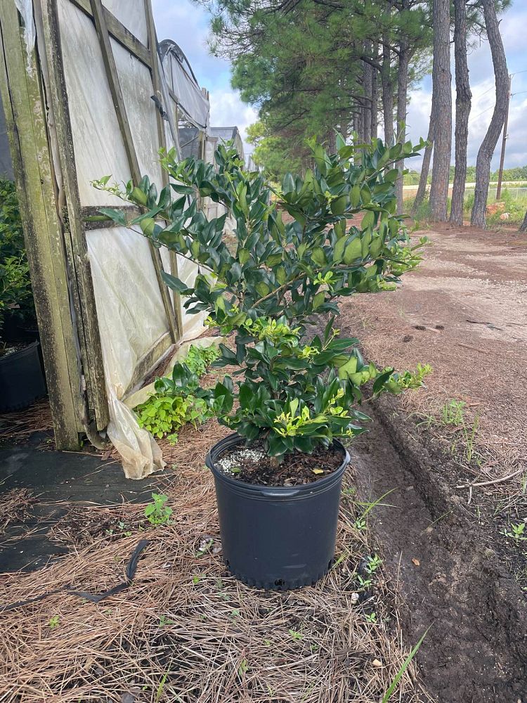 ligustrum-japonicum-japanese-privet-wax-leaf-ligustrum