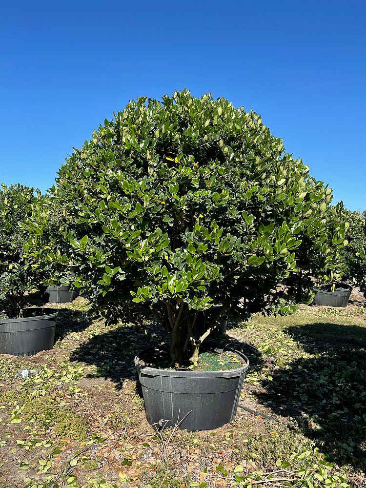 ligustrum-japonicum-japanese-privet-wax-leaf-ligustrum