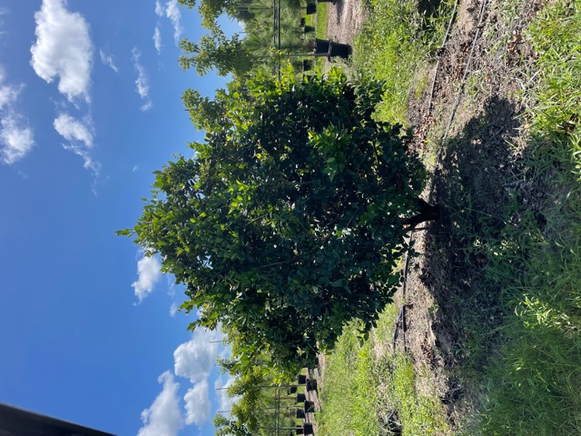 ligustrum-japonicum-japanese-privet-wax-leaf-ligustrum