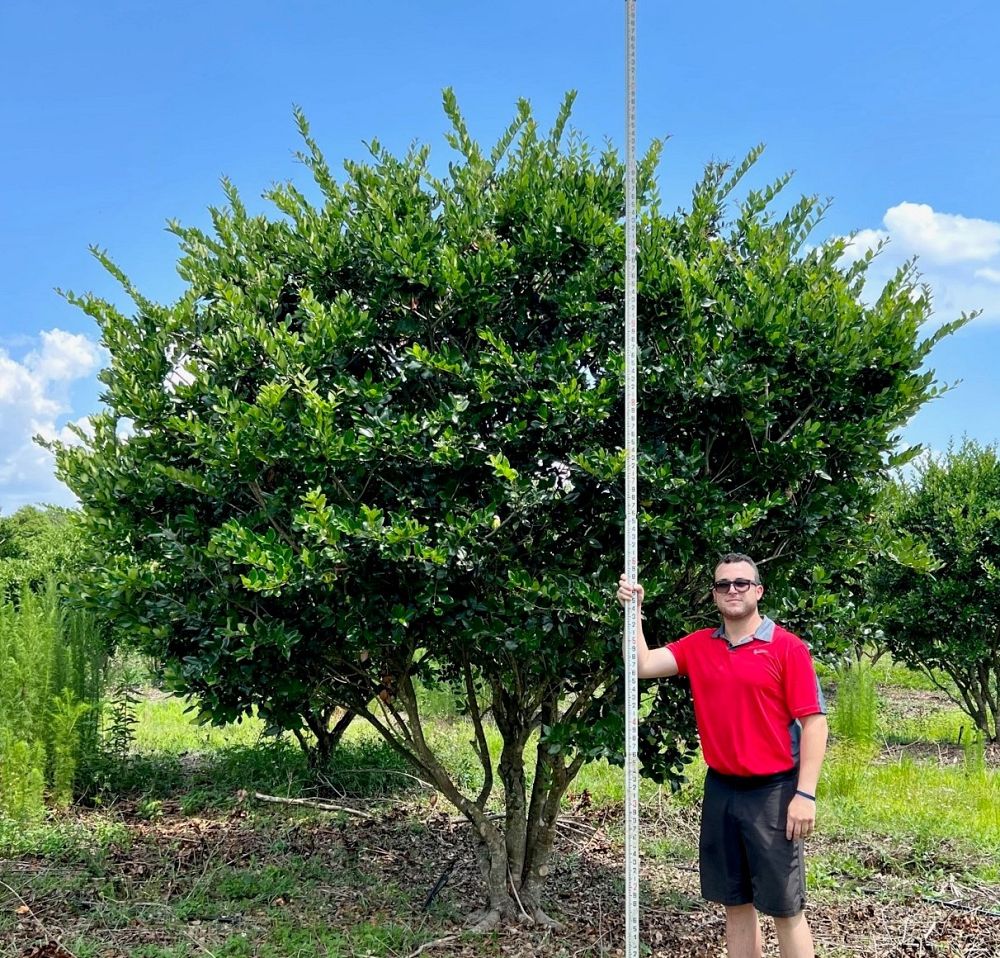 ligustrum-japonicum-japanese-privet-wax-leaf-ligustrum