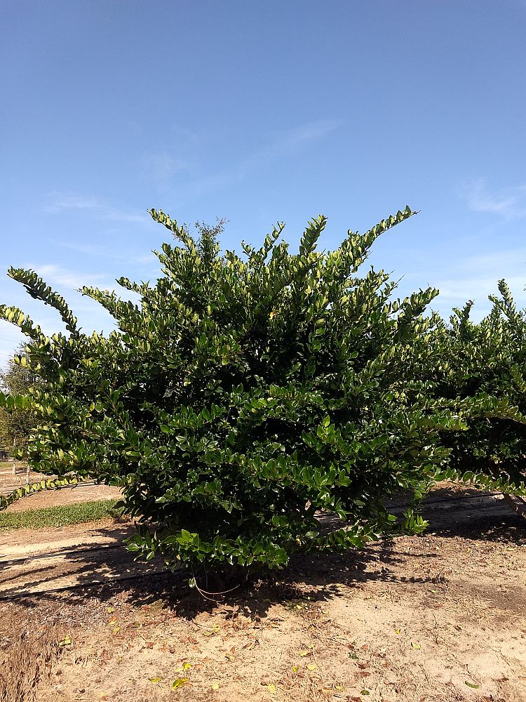 ligustrum-japonicum-japanese-privet-wax-leaf-ligustrum
