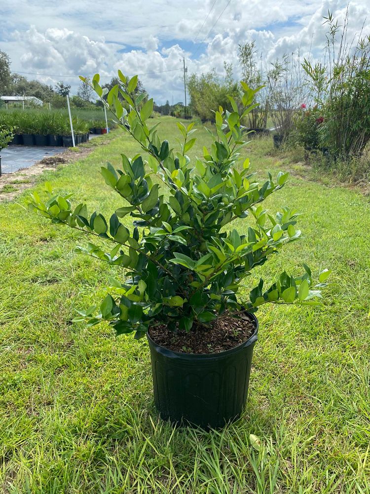 ligustrum-japonicum-japanese-privet-wax-leaf-ligustrum