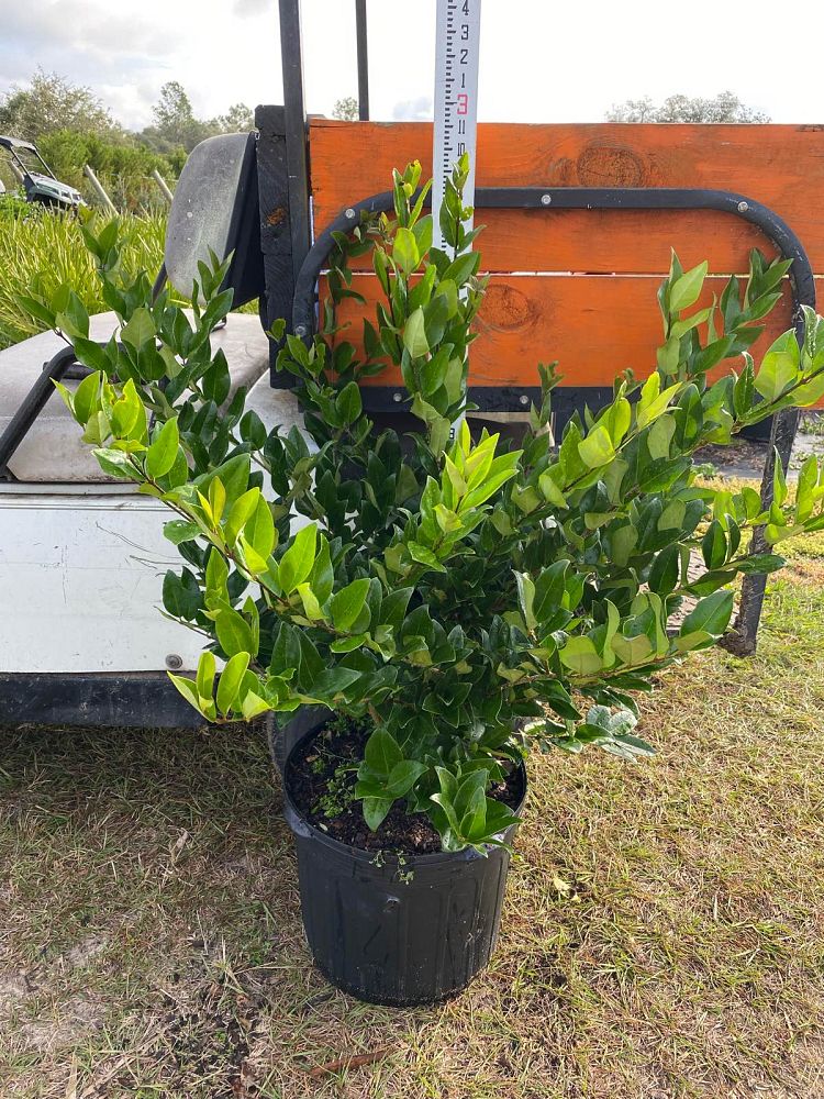 ligustrum-japonicum-japanese-privet-wax-leaf-ligustrum