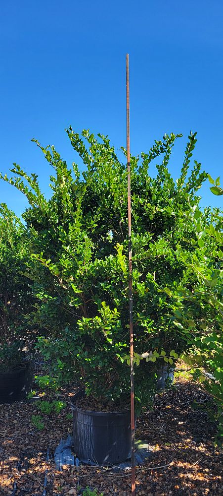 ligustrum-japonicum-japanese-privet-wax-leaf-ligustrum