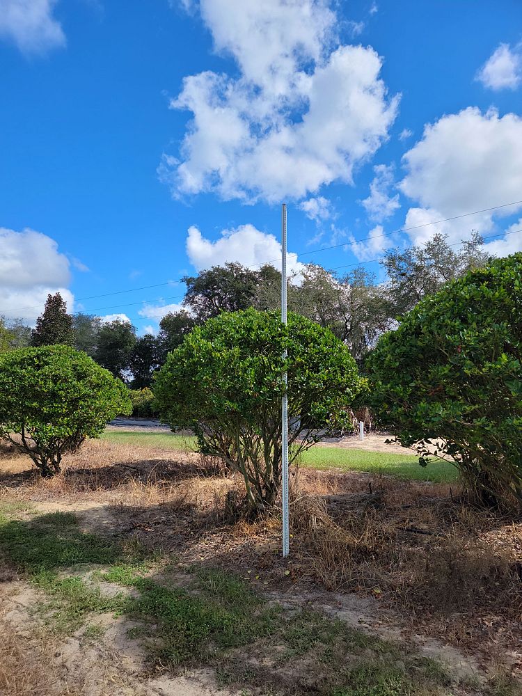 ligustrum-japonicum-japanese-privet-wax-leaf-ligustrum
