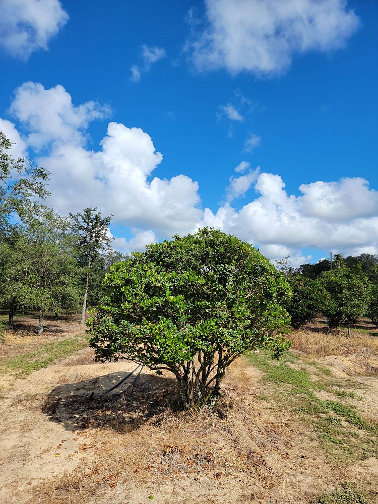 ligustrum-japonicum-japanese-privet-wax-leaf-ligustrum
