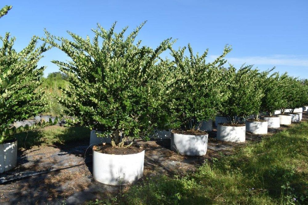ligustrum-japonicum-japanese-privet-wax-leaf-ligustrum
