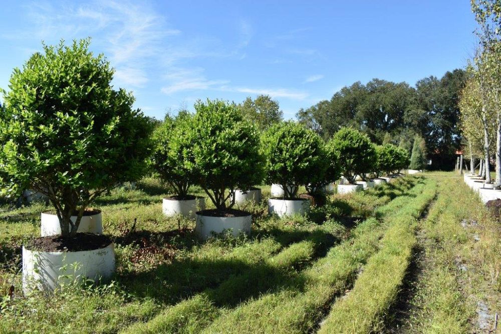 ligustrum-japonicum-japanese-privet-wax-leaf-ligustrum