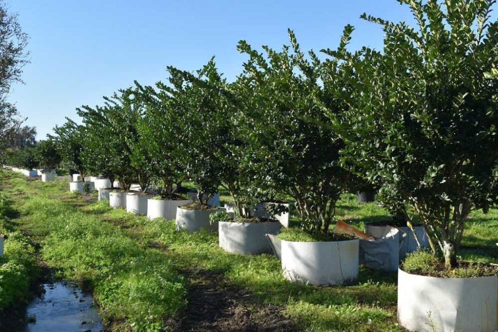 ligustrum-japonicum-japanese-privet-wax-leaf-ligustrum
