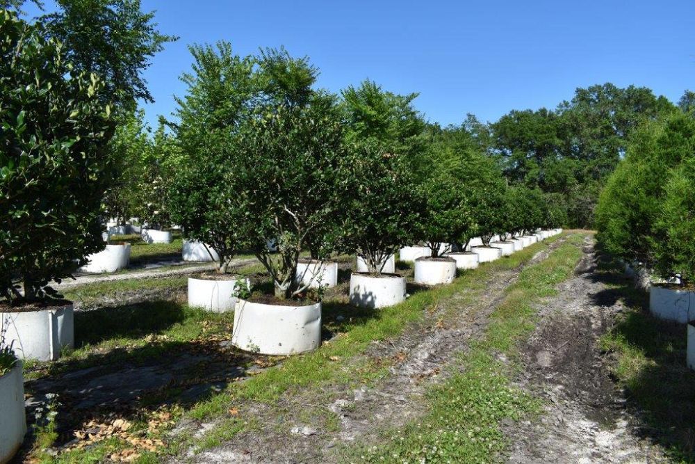 ligustrum-japonicum-japanese-privet-wax-leaf-ligustrum