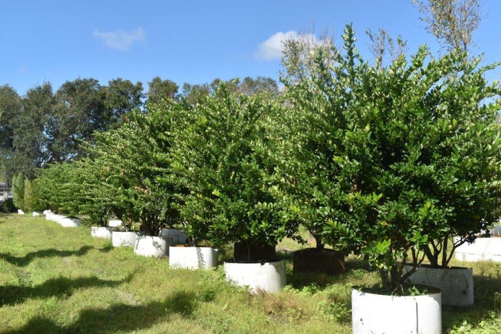 ligustrum-japonicum-japanese-privet-wax-leaf-ligustrum