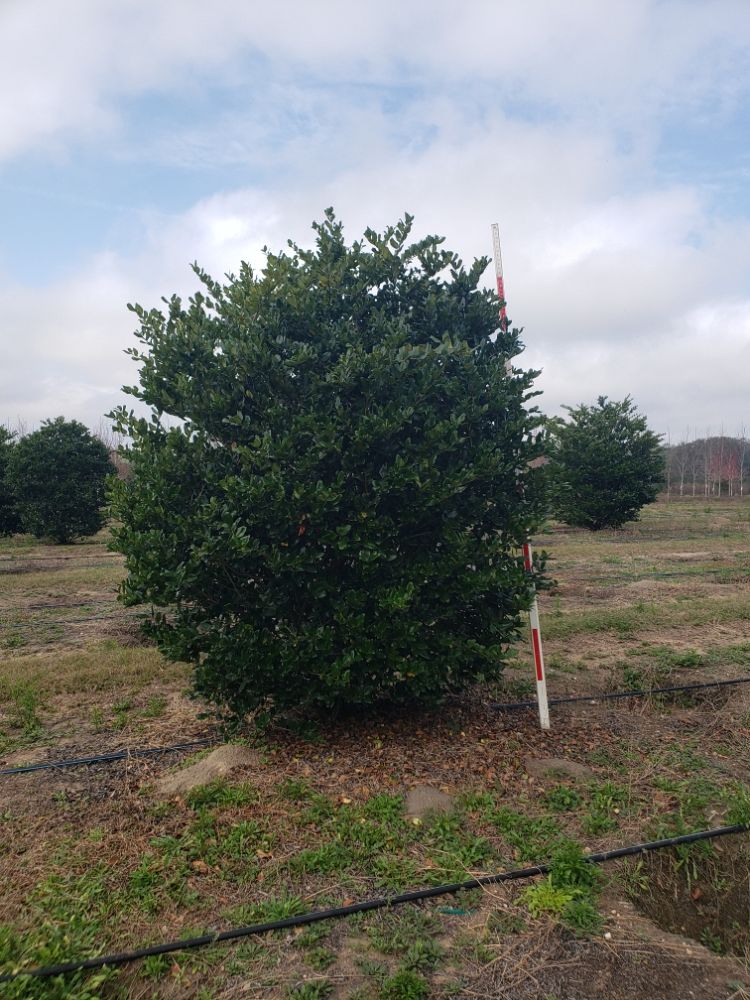 ligustrum-japonicum-japanese-privet-wax-leaf-ligustrum