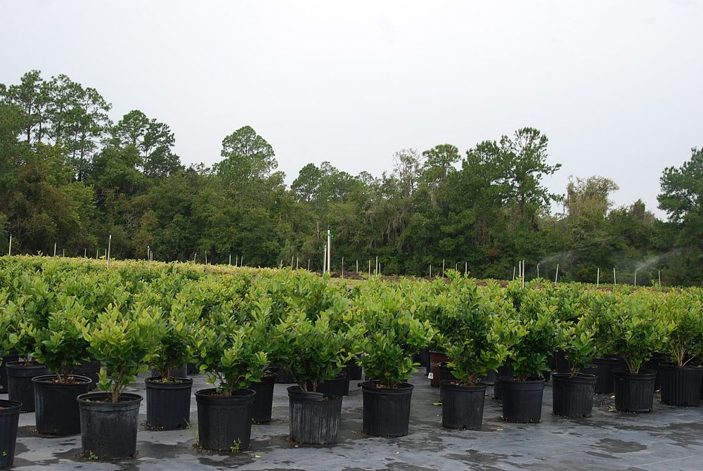 ligustrum-japonicum-japanese-privet-wax-leaf-ligustrum