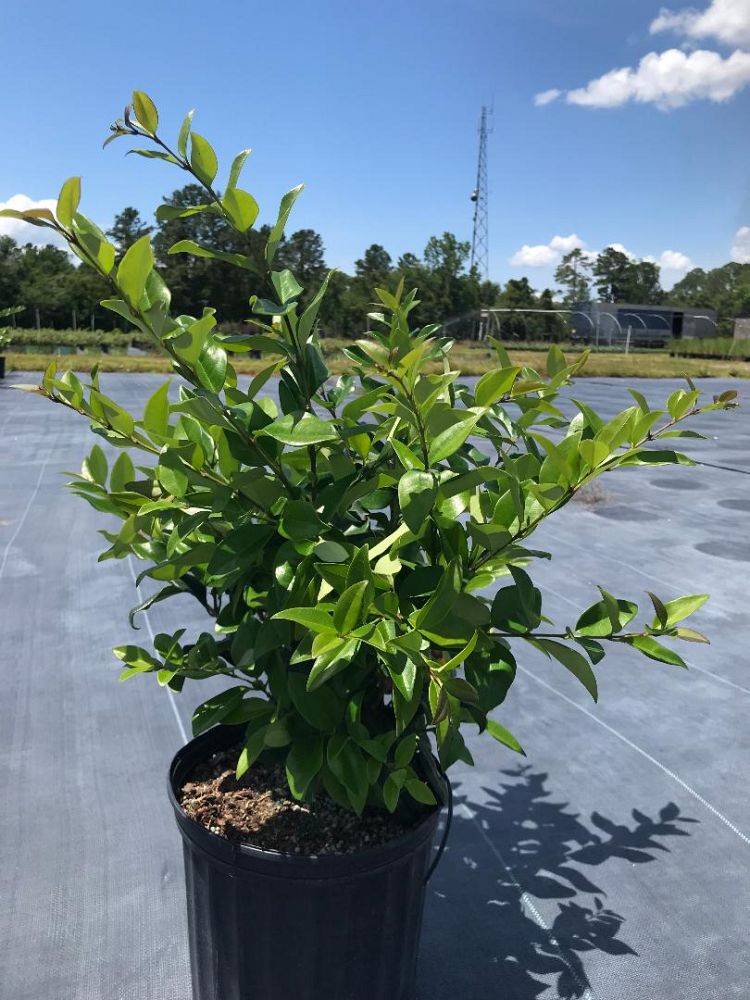 ligustrum-japonicum-japanese-privet-wax-leaf-ligustrum