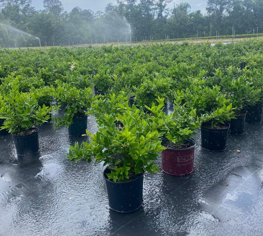 ligustrum-japonicum-japanese-privet-wax-leaf-ligustrum