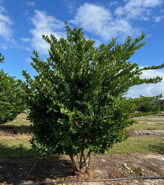 ligustrum-japonicum-japanese-privet-wax-leaf-ligustrum