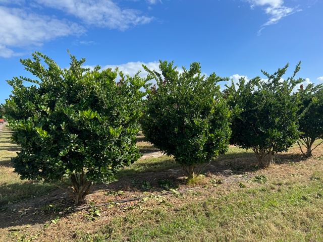 ligustrum-japonicum-japanese-privet-wax-leaf-ligustrum