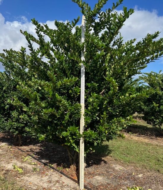 ligustrum-japonicum-japanese-privet-wax-leaf-ligustrum