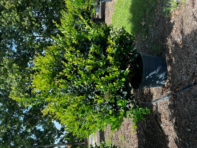 ligustrum-japonicum-japanese-privet-wax-leaf-ligustrum