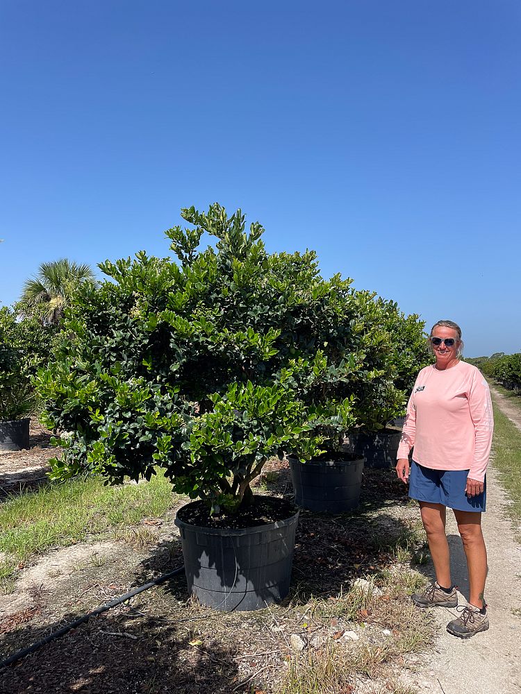 ligustrum-japonicum-japanese-privet-wax-leaf-ligustrum