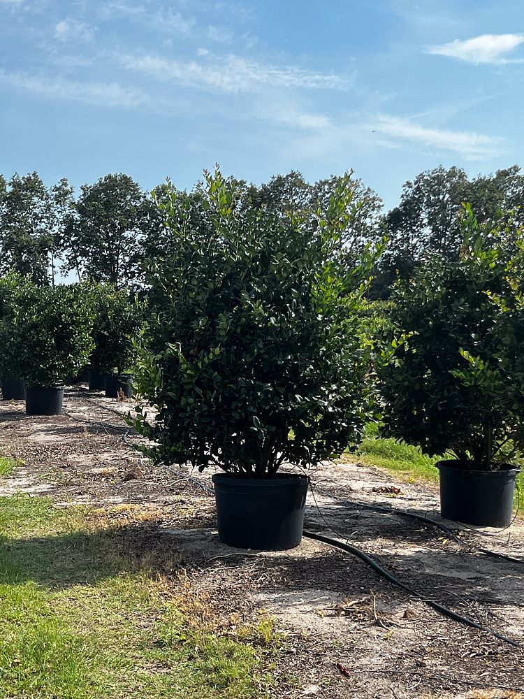 ligustrum-japonicum-japanese-privet-wax-leaf-ligustrum