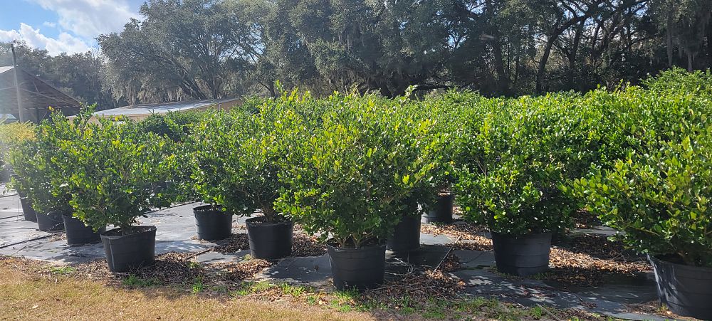 ligustrum-japonicum-japanese-privet-wax-leaf-ligustrum