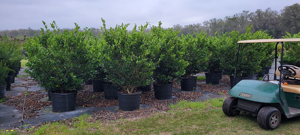 ligustrum-japonicum-japanese-privet-wax-leaf-ligustrum
