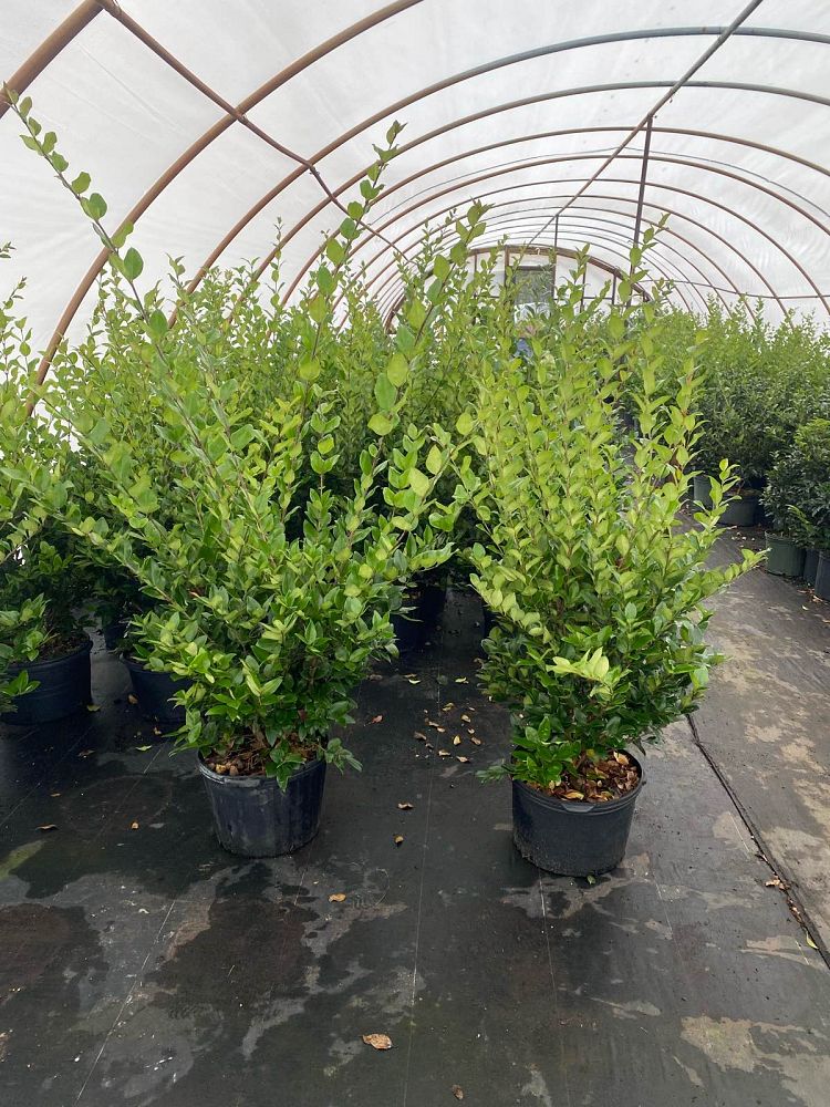 ligustrum-japonicum-japanese-privet-wax-leaf-ligustrum