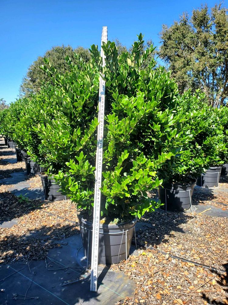ligustrum-japonicum-japanese-privet-wax-leaf-ligustrum