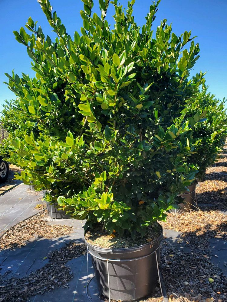 ligustrum-japonicum-japanese-privet-wax-leaf-ligustrum