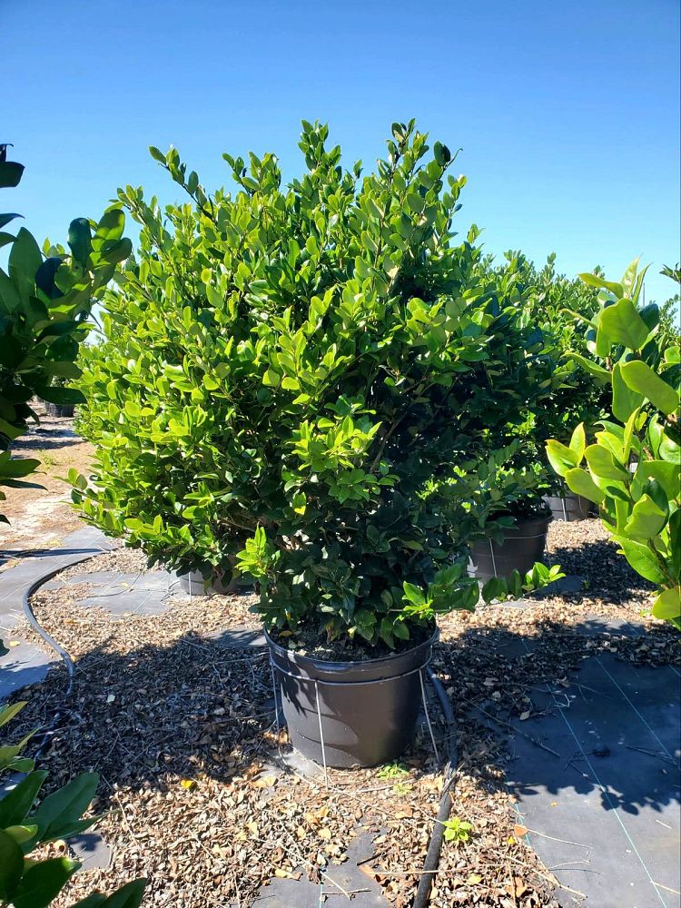 ligustrum-japonicum-japanese-privet-wax-leaf-ligustrum
