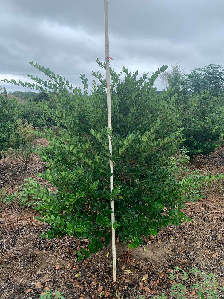 ligustrum-japonicum-japanese-privet-wax-leaf-ligustrum