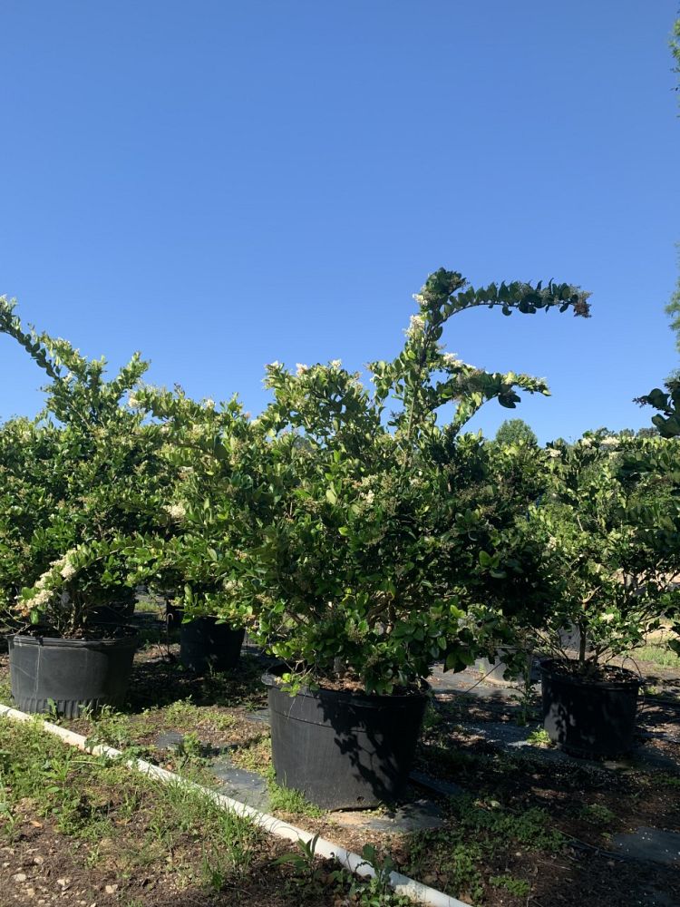 ligustrum-japonicum-japanese-privet-wax-leaf-ligustrum