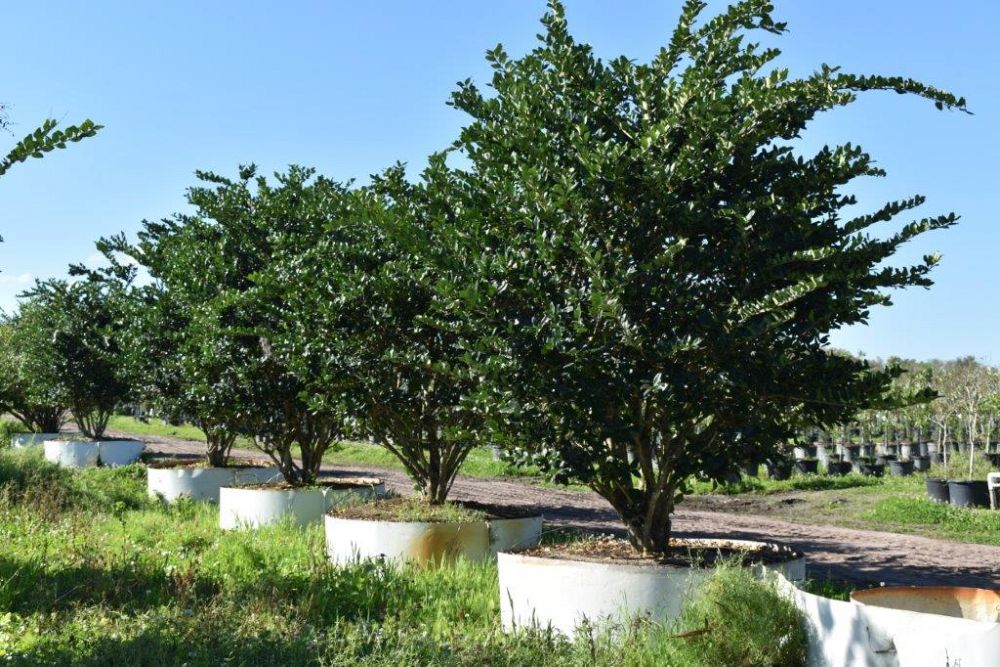 ligustrum-japonicum-japanese-privet-wax-leaf-ligustrum