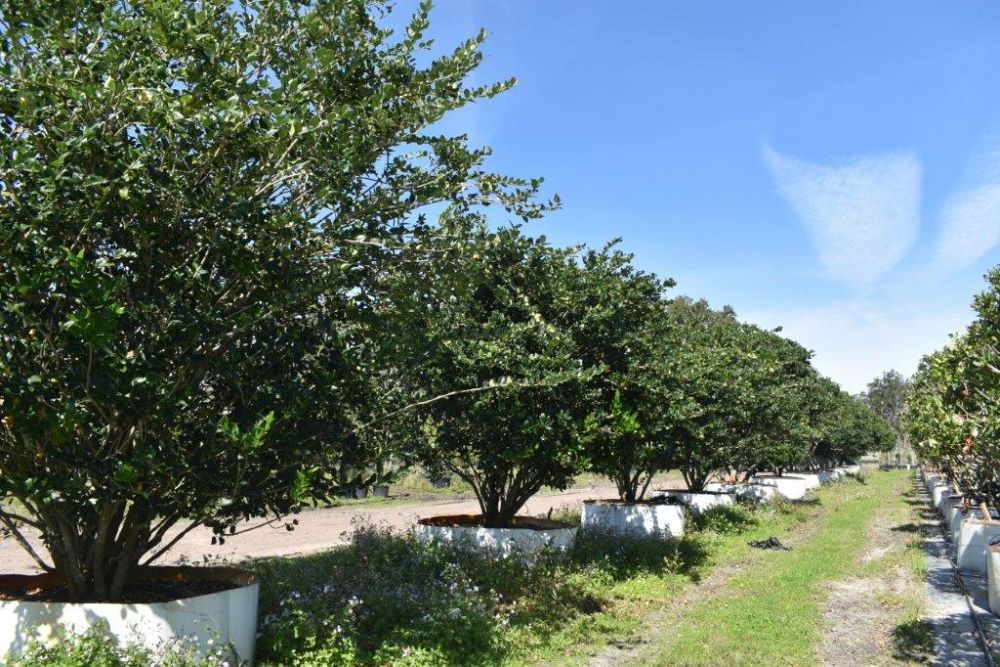 ligustrum-japonicum-japanese-privet-wax-leaf-ligustrum