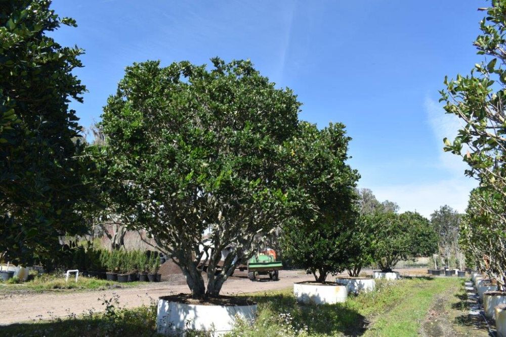 ligustrum-japonicum-japanese-privet-wax-leaf-ligustrum