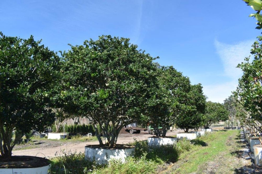 ligustrum-japonicum-japanese-privet-wax-leaf-ligustrum